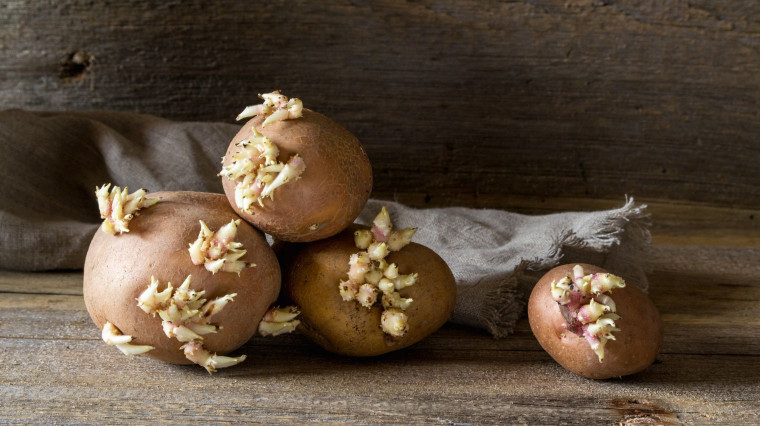 Conserver ses pommes de terre, oignons et courges sans qu'ils ne germent
