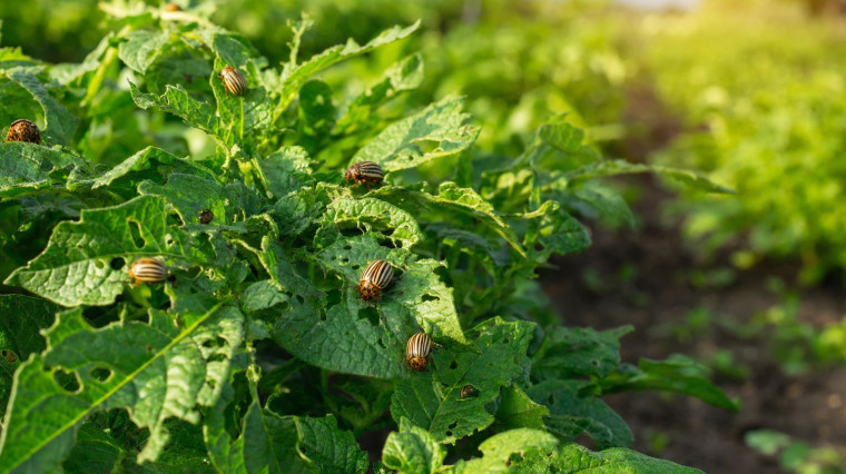 Comment se débarrasser des doryphores ?