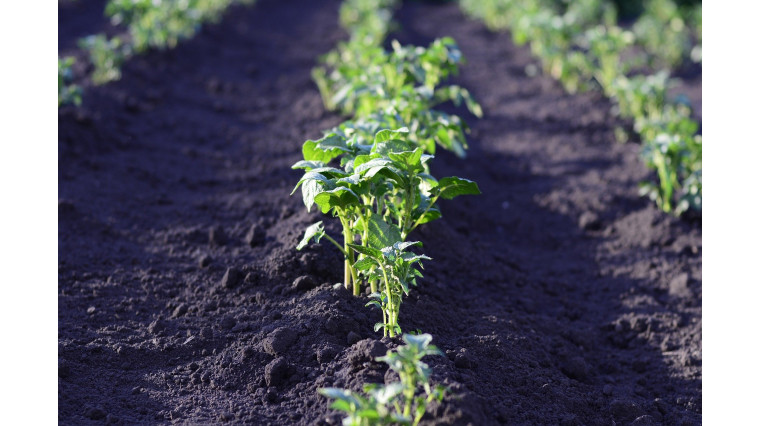 Comment attirer les vers de terre dans son potager ?