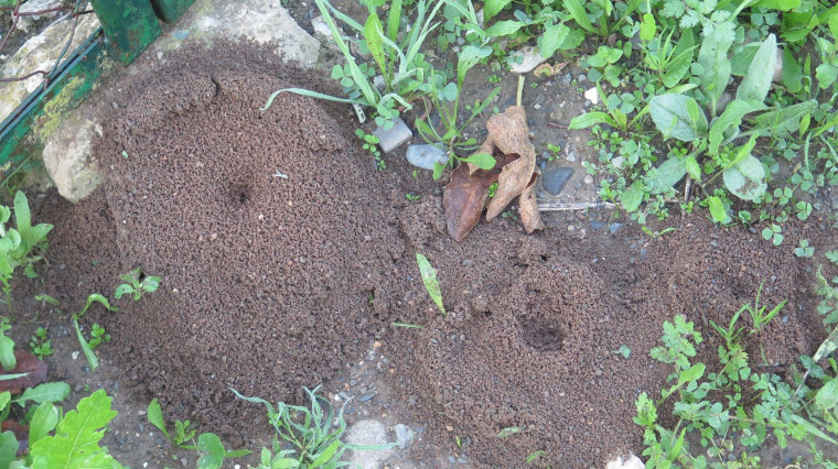 Comment se débarrasser des fourmis au jardin ?