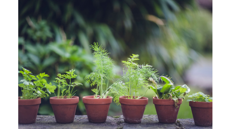 Nos astuces pour jardiner de manière éco-responsable !