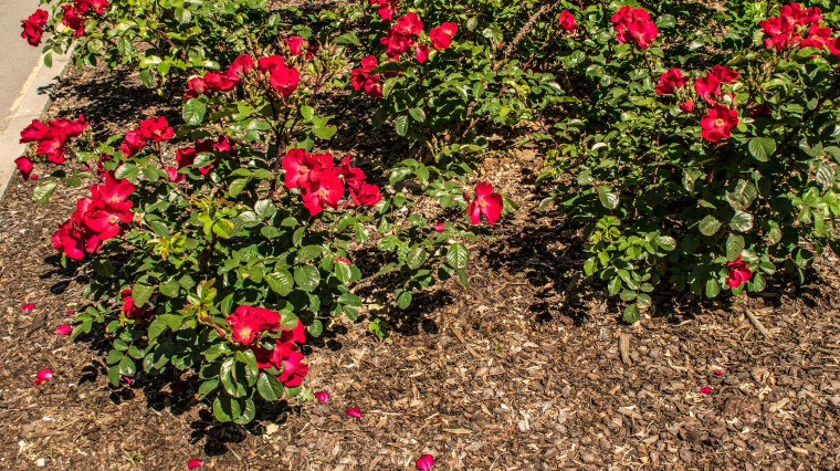 Comment et quand pailler ses rosiers ?