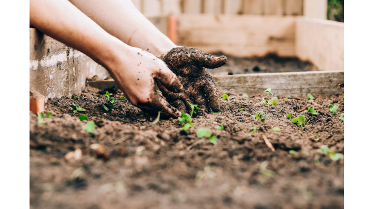 Calendrier lunaire juin : comment jardiner avec la lune ?