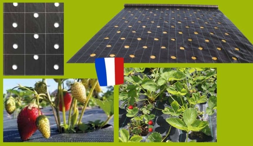 Toile de paillage perforée fabriquée en France