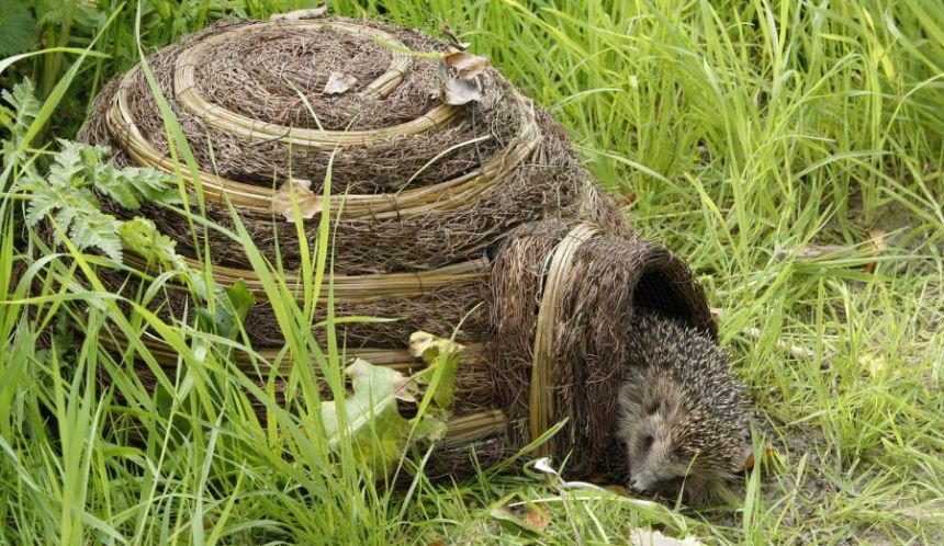 Participez à la lutte biologique ! 