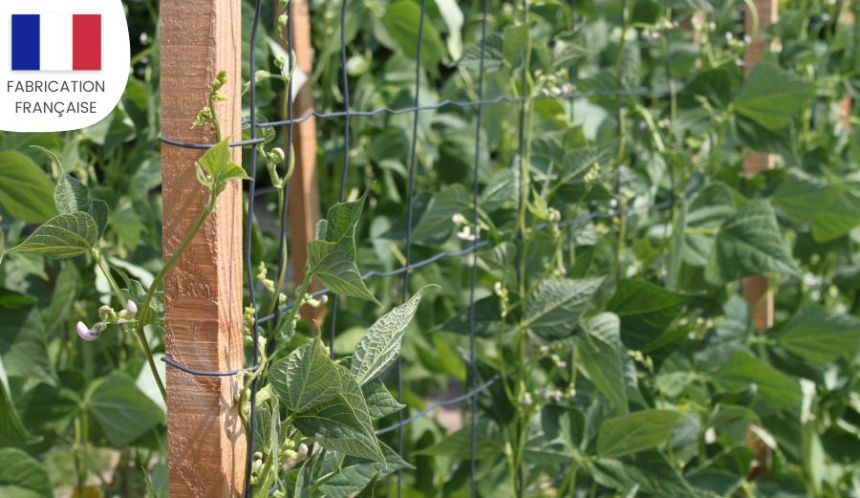 Un support pour les plantes grimpantes
