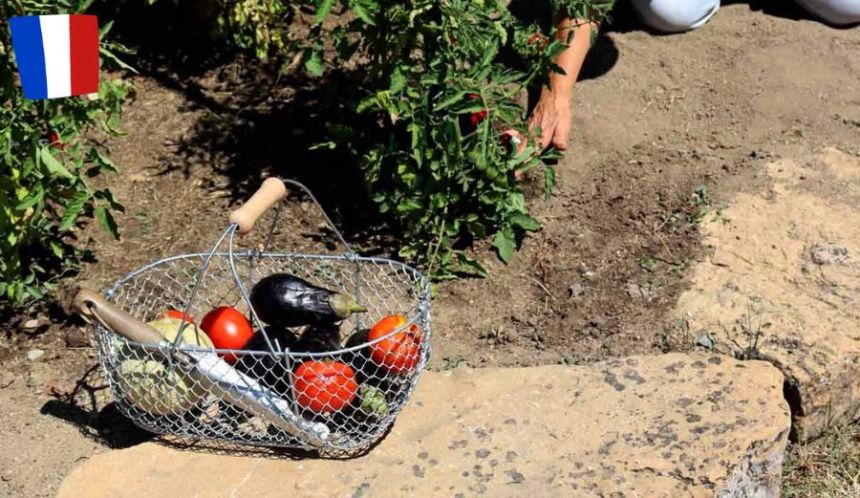 Un panier pour récolter les légumes du potager !