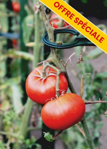 Tout le matériel pour les tomates